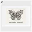 1-66_Moths-and-Butterflies-of-the-United-States_picture