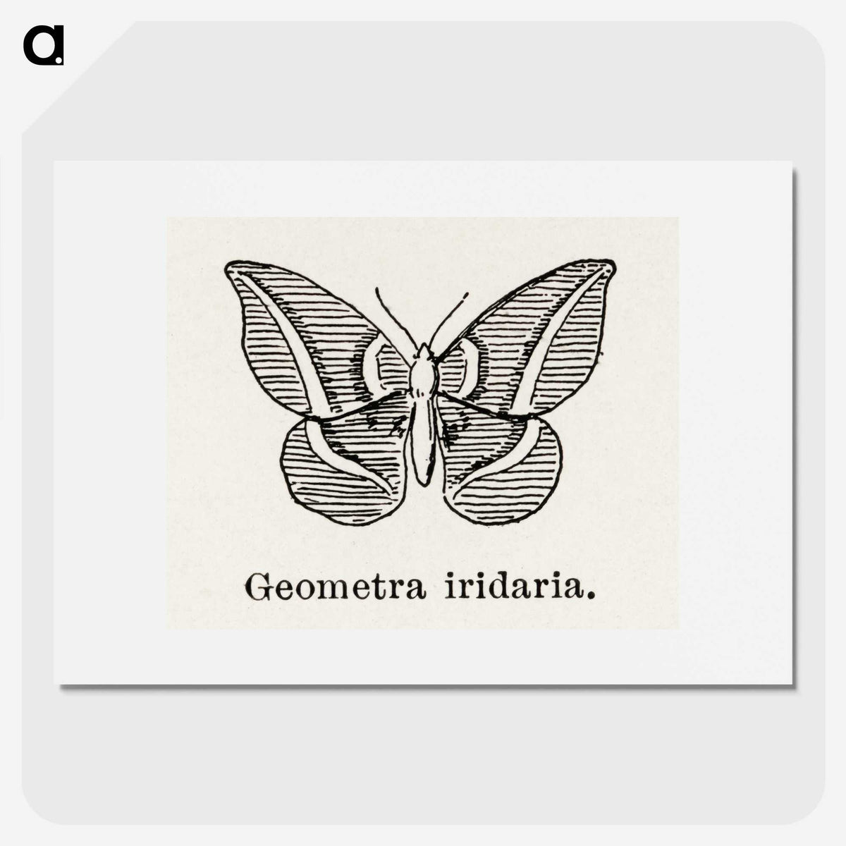 1-66_Moths-and-Butterflies-of-the-United-States_picture