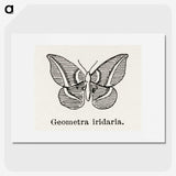 1-66_Moths-and-Butterflies-of-the-United-States_picture