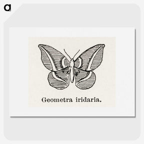 1-66_Moths-and-Butterflies-of-the-United-States_picture