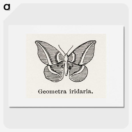 1-66_Moths-and-Butterflies-of-the-United-States_picture