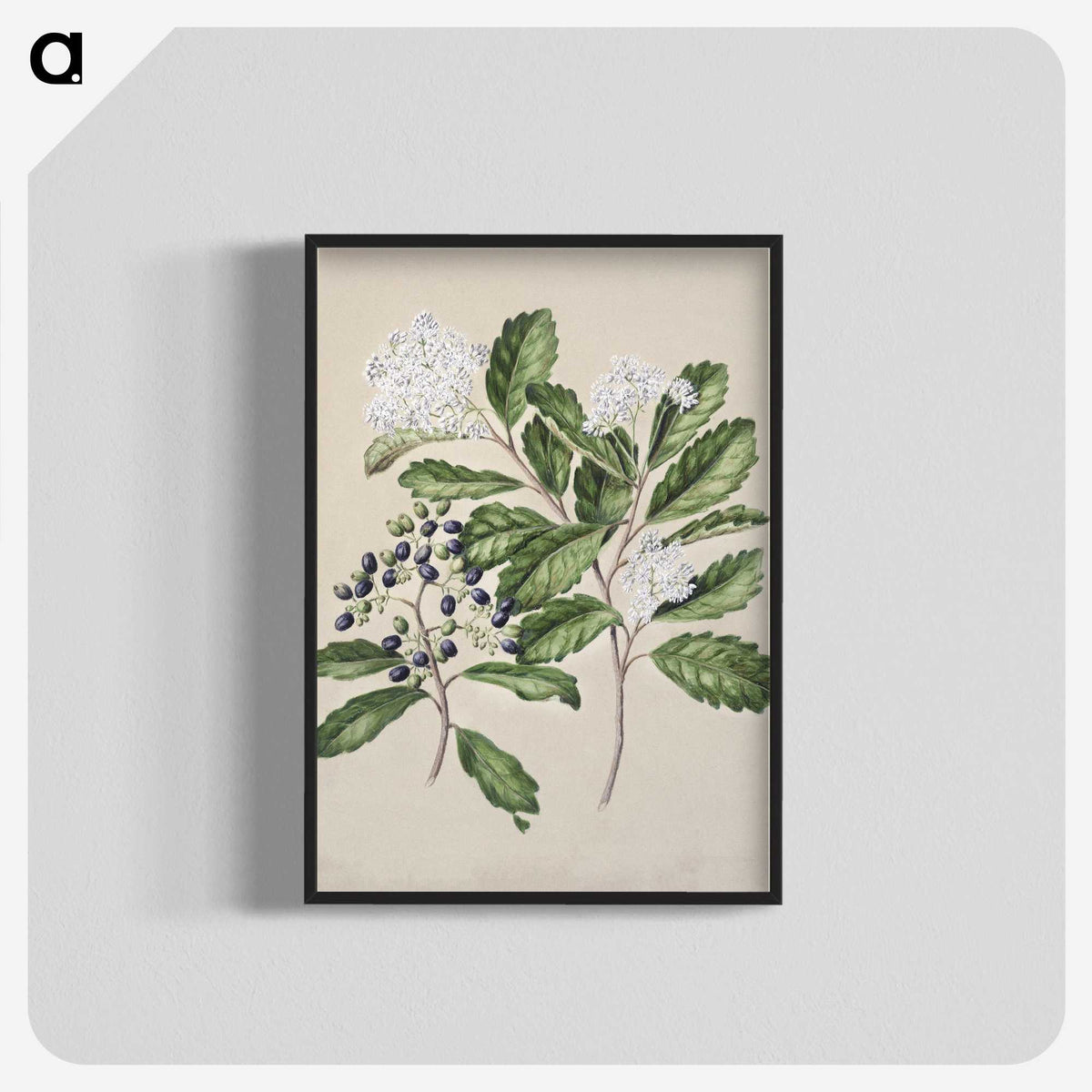 1-66_Native-Flowering-Plants-of-New-Zealand_blk-crop