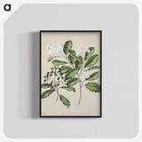 1-66_Native-Flowering-Plants-of-New-Zealand_blk-crop