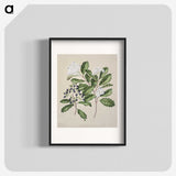 1-66_Native-Flowering-Plants-of-New-Zealand_blk