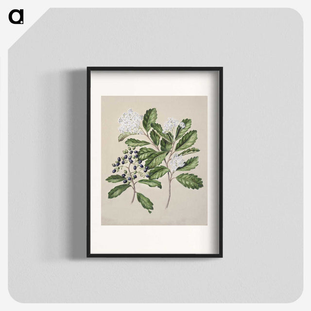 1-66_Native-Flowering-Plants-of-New-Zealand_blk