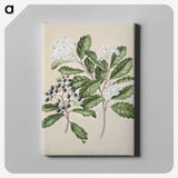 1-66_Native-Flowering-Plants-of-New-Zealand_canvas