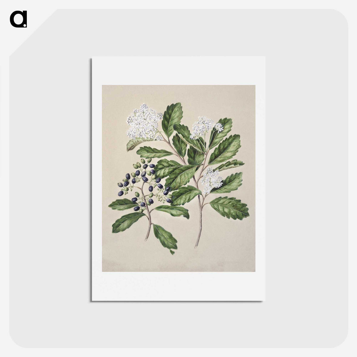 1-66_Native-Flowering-Plants-of-New-Zealand_hagaki