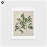 1-66_Native-Flowering-Plants-of-New-Zealand_hagaki