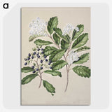 1-66_Native-Flowering-Plants-of-New-Zealand_picture-crop