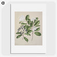 1-66_Native-Flowering-Plants-of-New-Zealand_picture