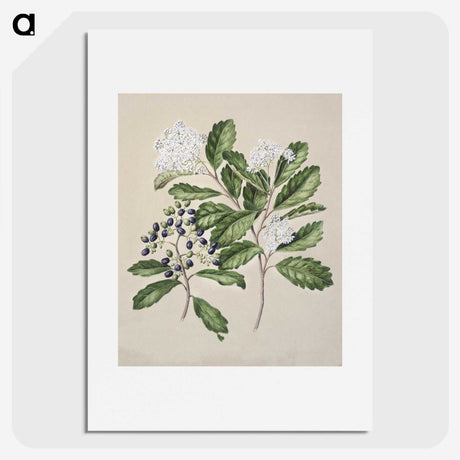 1-66_Native-Flowering-Plants-of-New-Zealand_picture