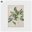 1-66_Native-Flowering-Plants-of-New-Zealand_postcard