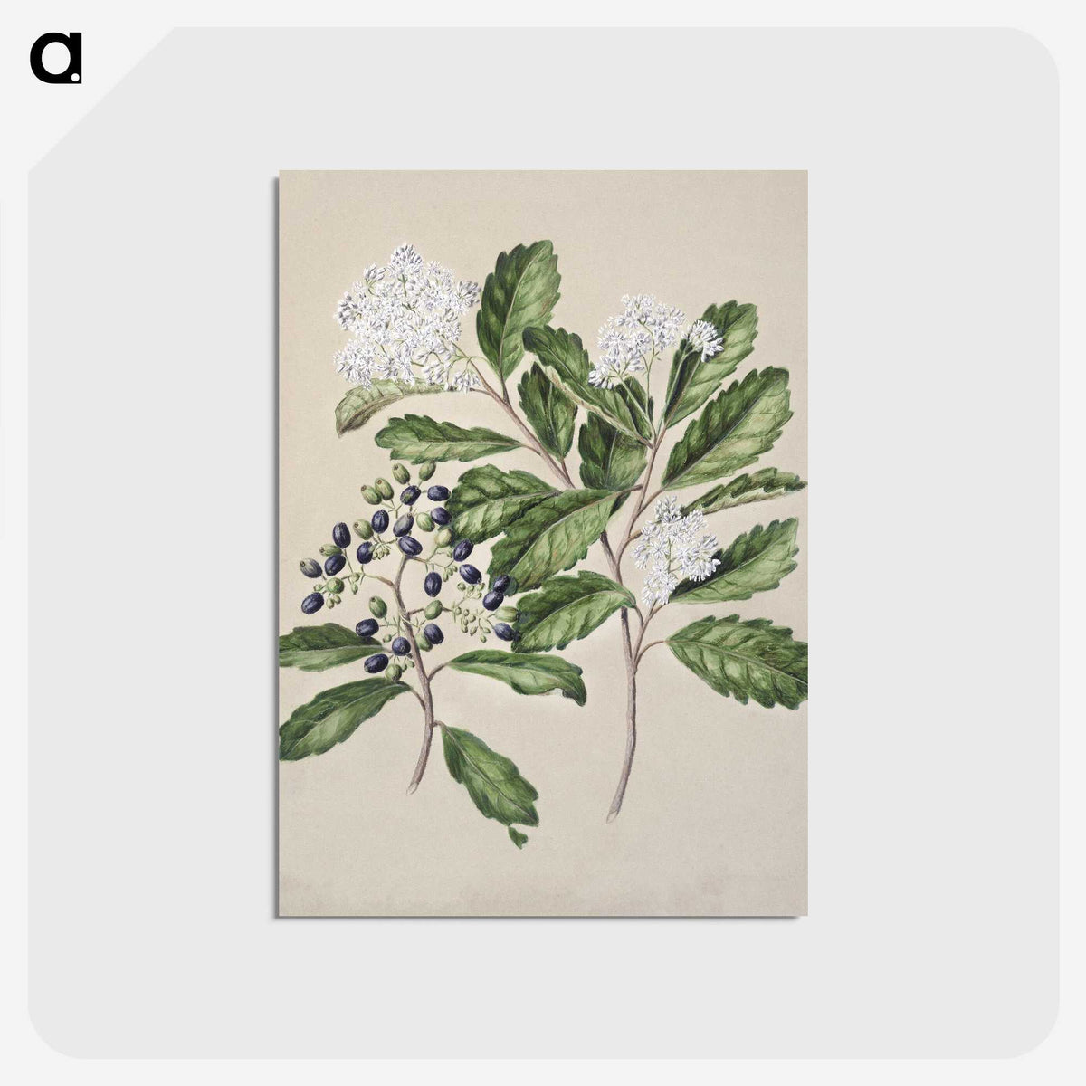 1-66_Native-Flowering-Plants-of-New-Zealand_postcard