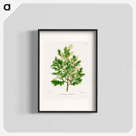 1-66_Nederlandsche-Flora-en-Pomona_blk