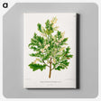 1-66_Nederlandsche-Flora-en-Pomona_canvas