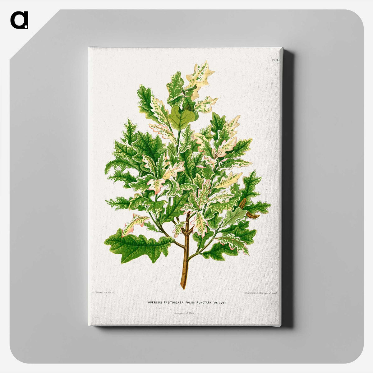 1-66_Nederlandsche-Flora-en-Pomona_canvas