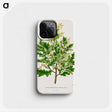 1-66_Nederlandsche-Flora-en-Pomona_phone
