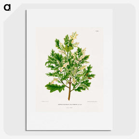 1-66_Nederlandsche-Flora-en-Pomona_picture