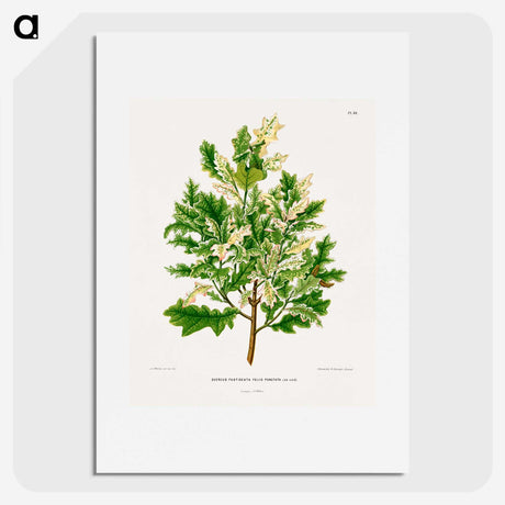 1-66_Nederlandsche-Flora-en-Pomona_picture
