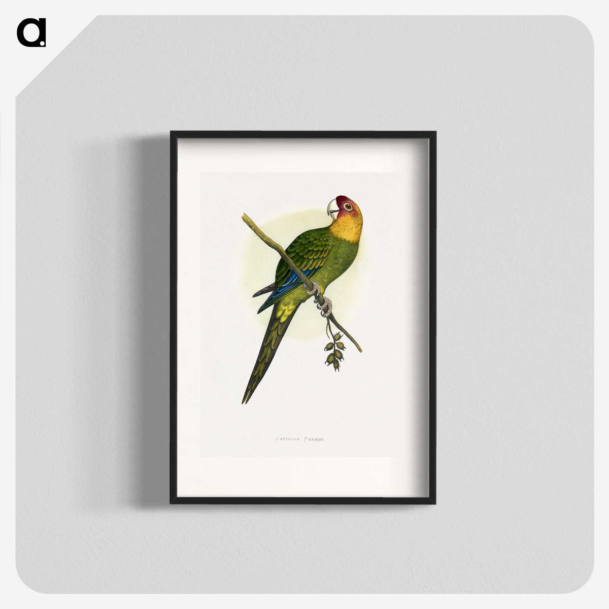 1-66_Parrots-in-Captivity_blk