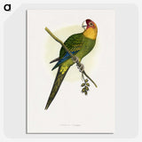 1-66_Parrots-in-Captivity_picture-crop