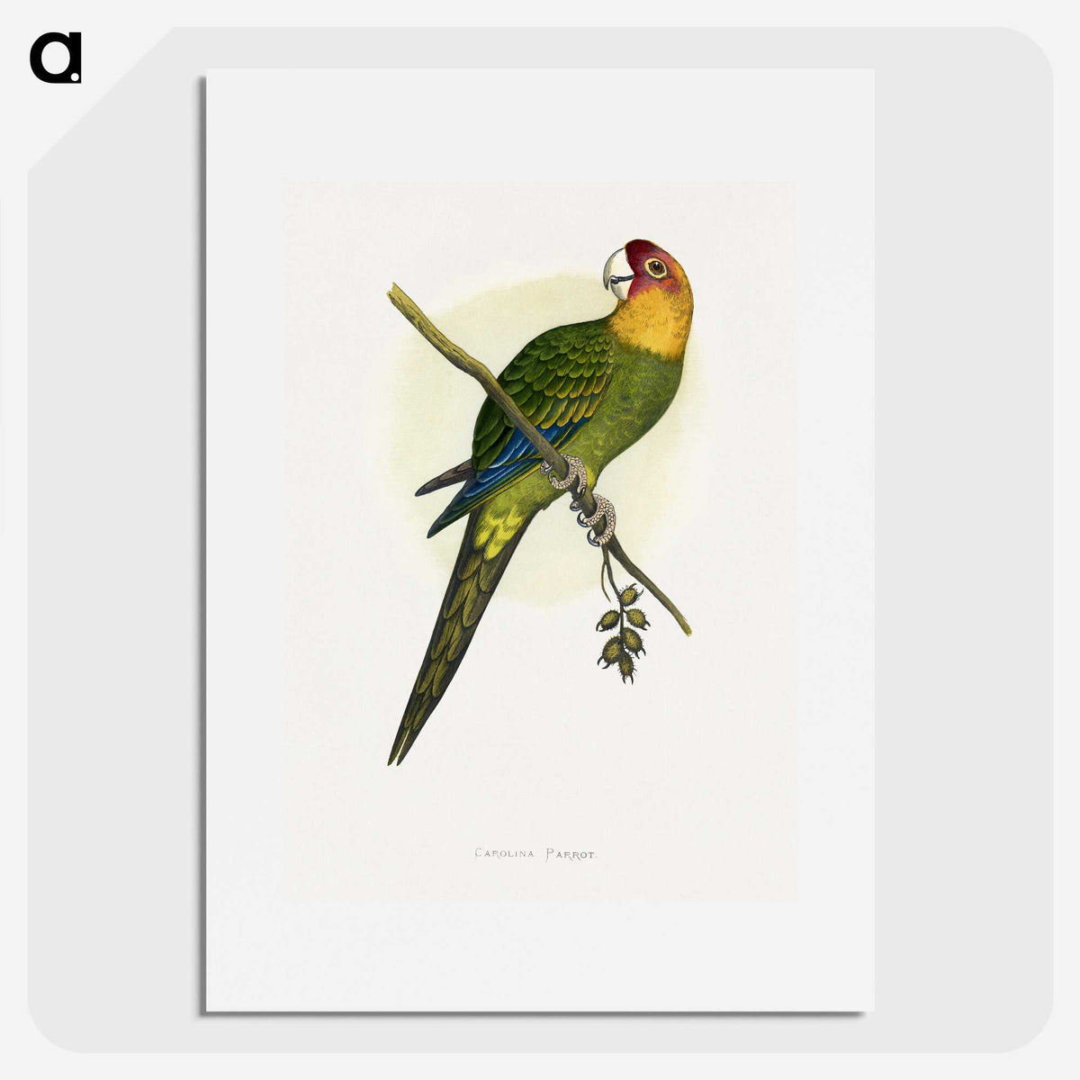 1-66_Parrots-in-Captivity_picture