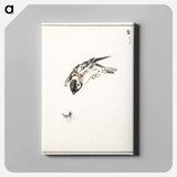 アートパネル-Sparrow Illustration
 - 鳥類図鑑 Canvas.