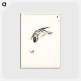 アートポストカード-Sparrow Illustration
 - 鳥類図鑑 Postcard.