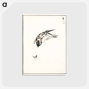 アートポストカード-Sparrow Illustration
 - 鳥類図鑑 Postcard.