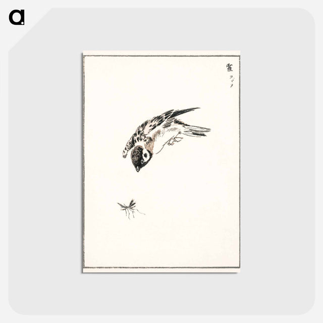 アートポストカード-Sparrow Illustration
 - 鳥類図鑑 Postcard.