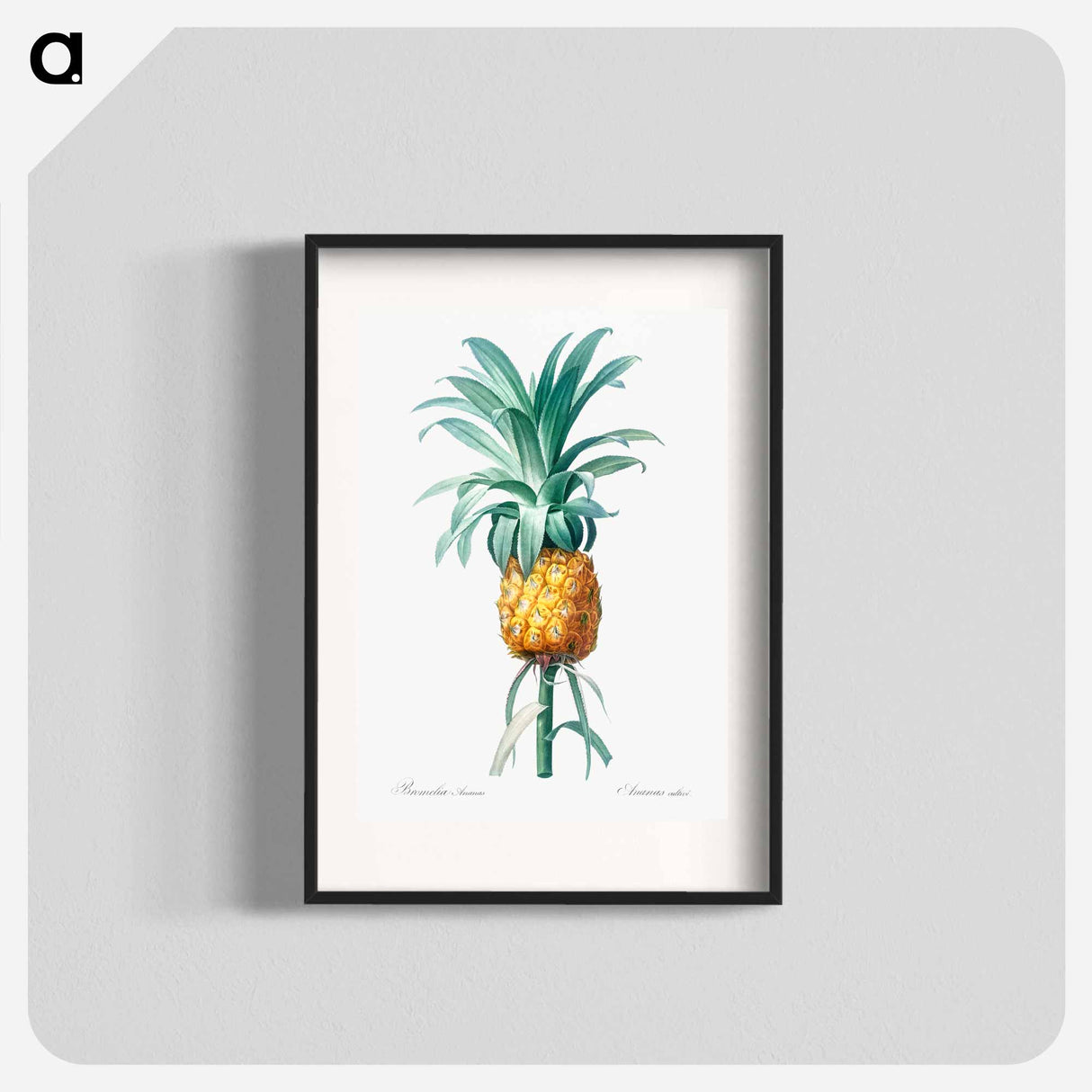 Pineapple illustration - Pierre Joseph Redouté Poster.