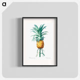 Pineapple illustration - ピエール ジョゼフ ルドゥーテ Poster.