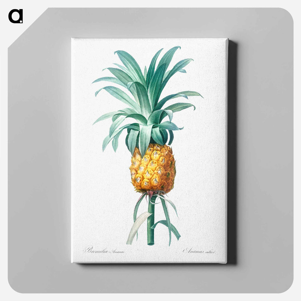 アートパネル-Pineapple illustration - ピエール ジョゼフ ルドゥーテ Canvas.