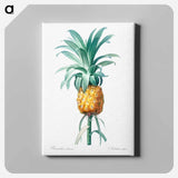 アートパネル-Pineapple illustration - ピエール ジョゼフ ルドゥーテ Canvas.