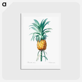 アートポストカード-Pineapple illustration - ピエール ジョゼフ ルドゥーテ Postcard.