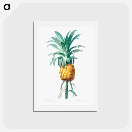 アートポストカード-Pineapple illustration - ピエール ジョゼフ ルドゥーテ Postcard.