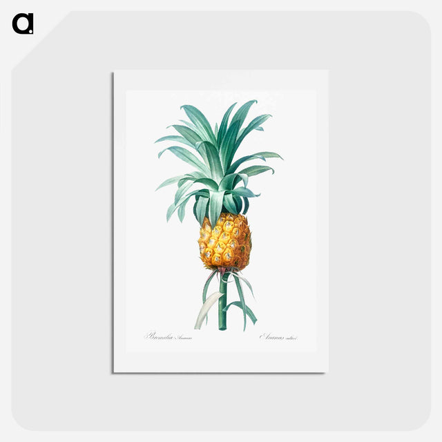 アートポストカード-Pineapple illustration - ピエール ジョゼフ ルドゥーテ Postcard.