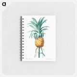 Pineapple illustration - ピエール ジョゼフ ルドゥーテ Memo.