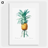 Pineapple illustration - ピエール ジョゼフ ルドゥーテ Poster.