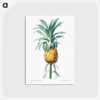 1-66_Pierre-Joseph-Redoute_postcard