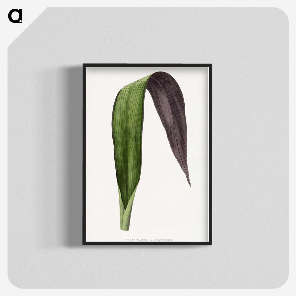 1-66_Plants-with-Colored-Foliage_blk-crop