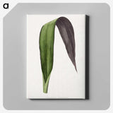 1-66_Plants-with-Colored-Foliage_canvas