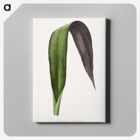 1-66_Plants-with-Colored-Foliage_canvas