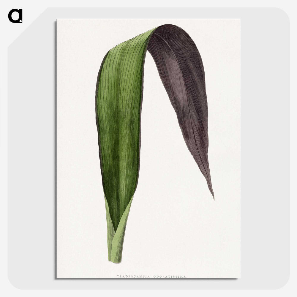 1-66_Plants-with-Colored-Foliage_picture-crop