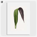 1-66_Plants-with-Colored-Foliage_picture