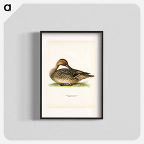 アートポスター-Northern Pintail
 - スヴェンスカ フォグラル Poster.