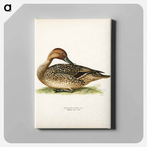 アートパネル-Northern Pintail
 - スヴェンスカ フォグラル Canvas.
