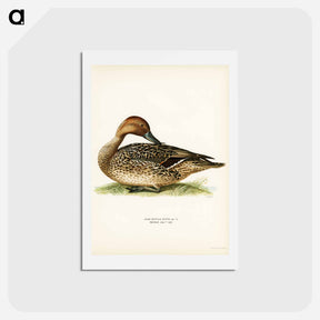 アートポストカード-Northern Pintail
 - スヴェンスカ フォグラル Postcard.