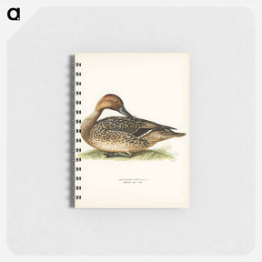 アートメモ帳-Northern Pintail
 - スヴェンスカ フォグラル Memo.