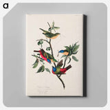 アートパネル-Painted Finch from Birds of America
 - アメリカの鳥たち Canvas.